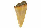 Fossil Mako Shark Tooth - Dakhla, Morocco #365226-1